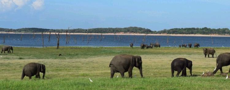 Frauenreise Sri Lanka - Elefanen